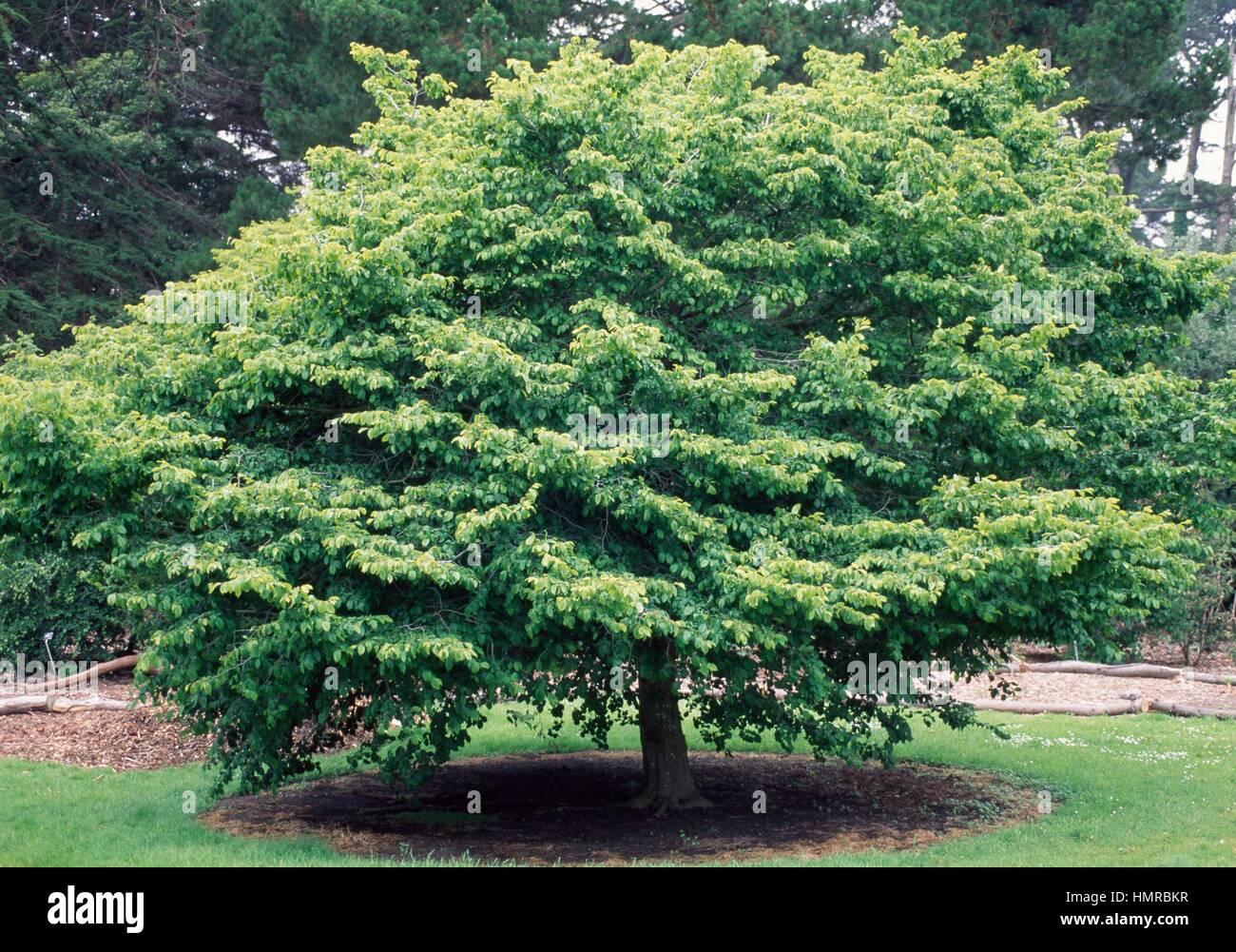 European Hornbeam (Carpinus betulus Fastigiata), Betulaceae. Stock Photo