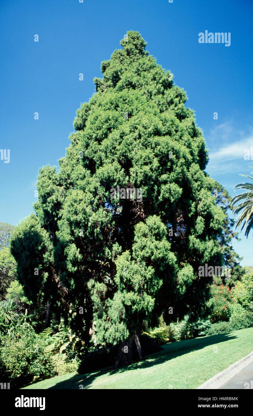 Himalayan cypress (Cupressus torulosa), Cupressaceae. Stock Photo