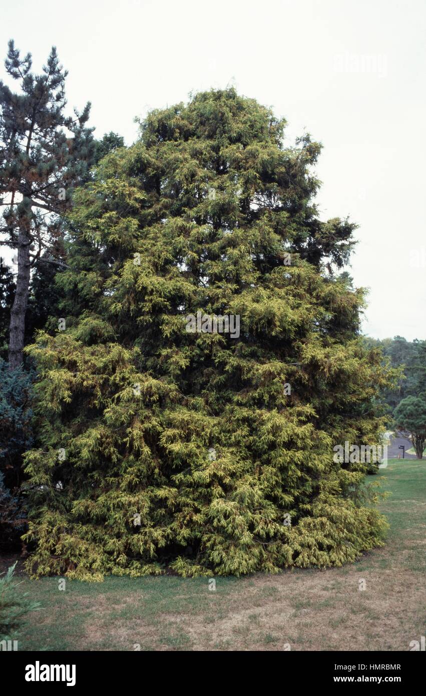 Sawara cypress (Chamaecyparis pisifera Filifera Aurea), Cupressaceae. Stock Photo