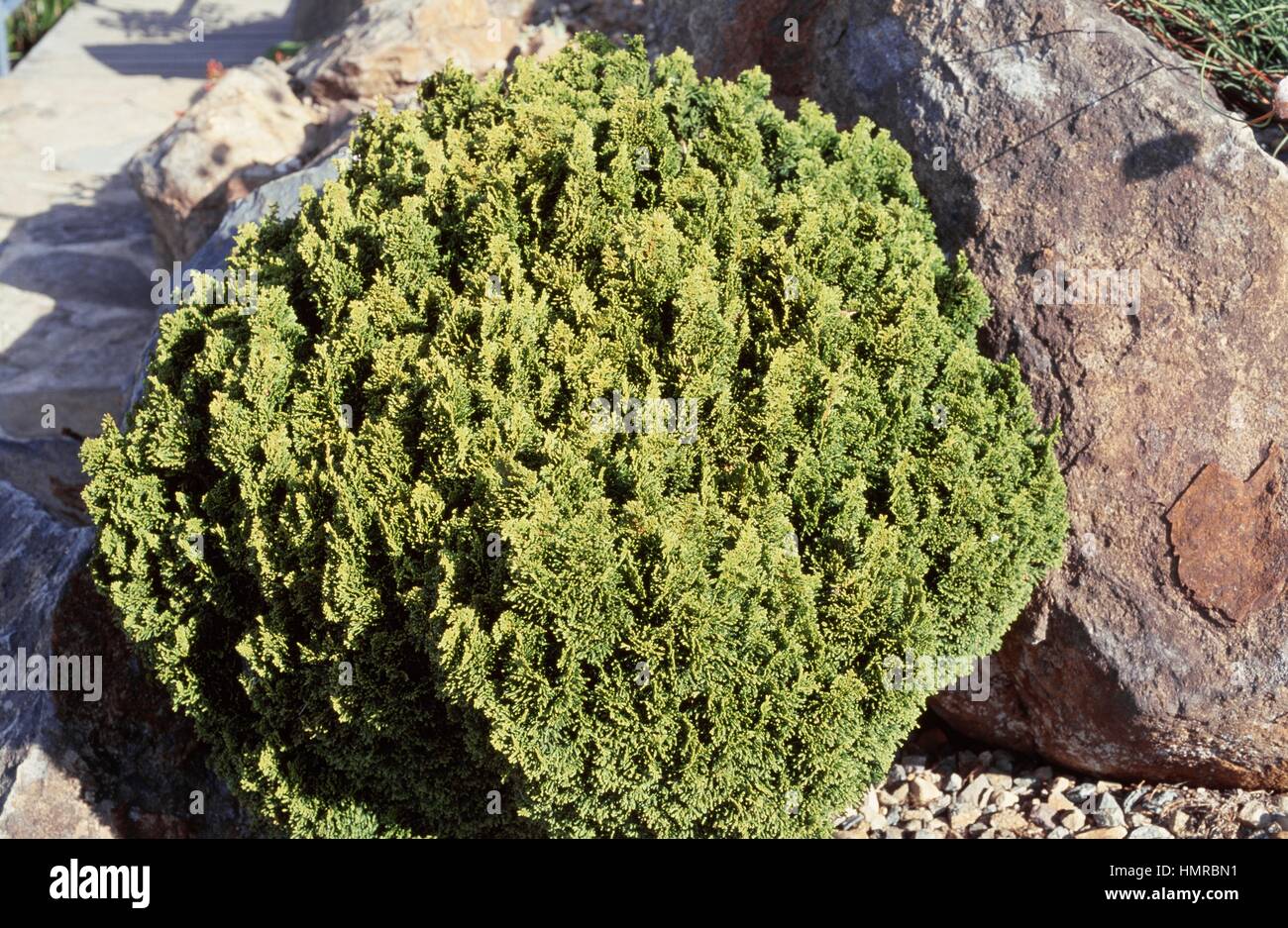 Hinoki False Cypress (Chamaecyparis obtusa Spiralis), Cupressaceae. Stock Photo