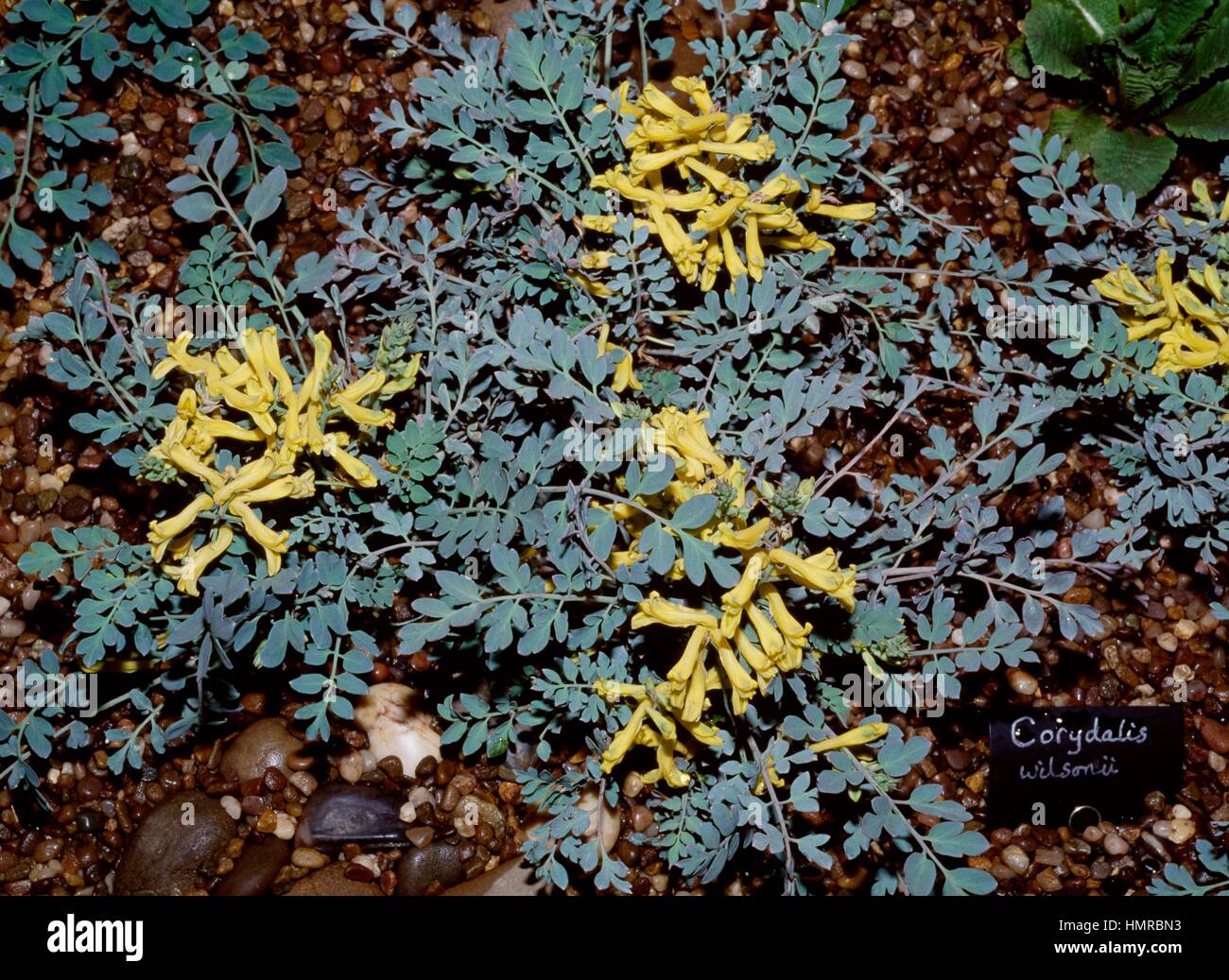 Corydalis tomentella, papaveraceae. Stock Photo