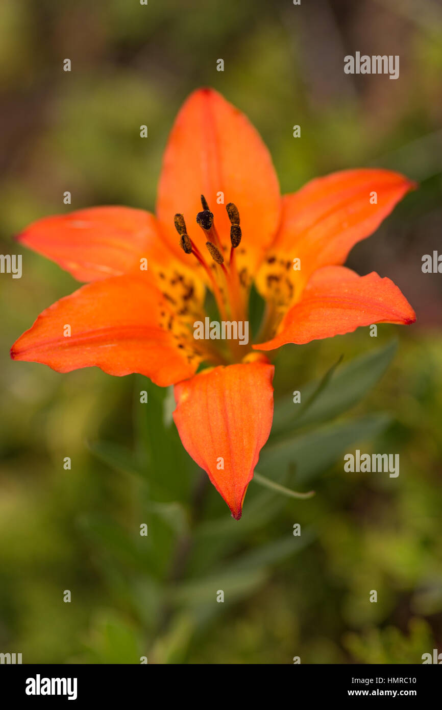 Wild mountain lily Stock Photo Alamy