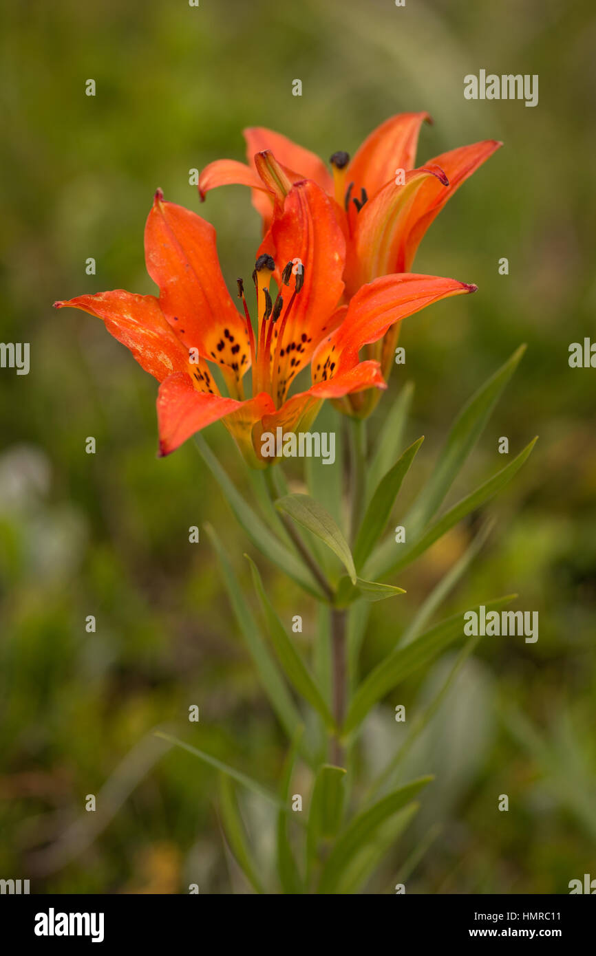 Wild mountain lily Stock Photo Alamy