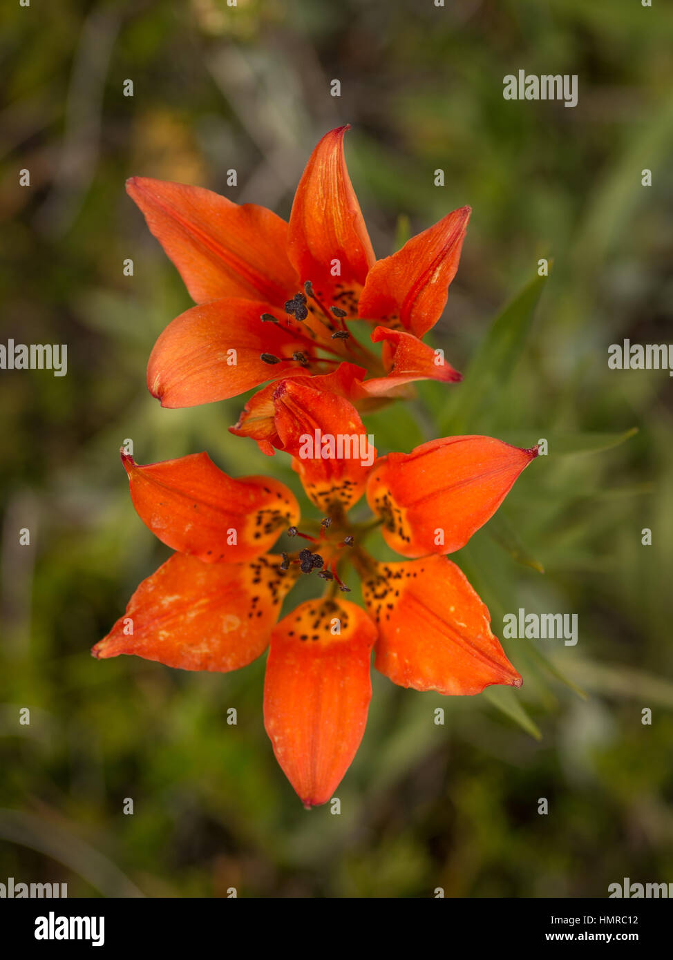 Wild mountain lily Stock Photo Alamy