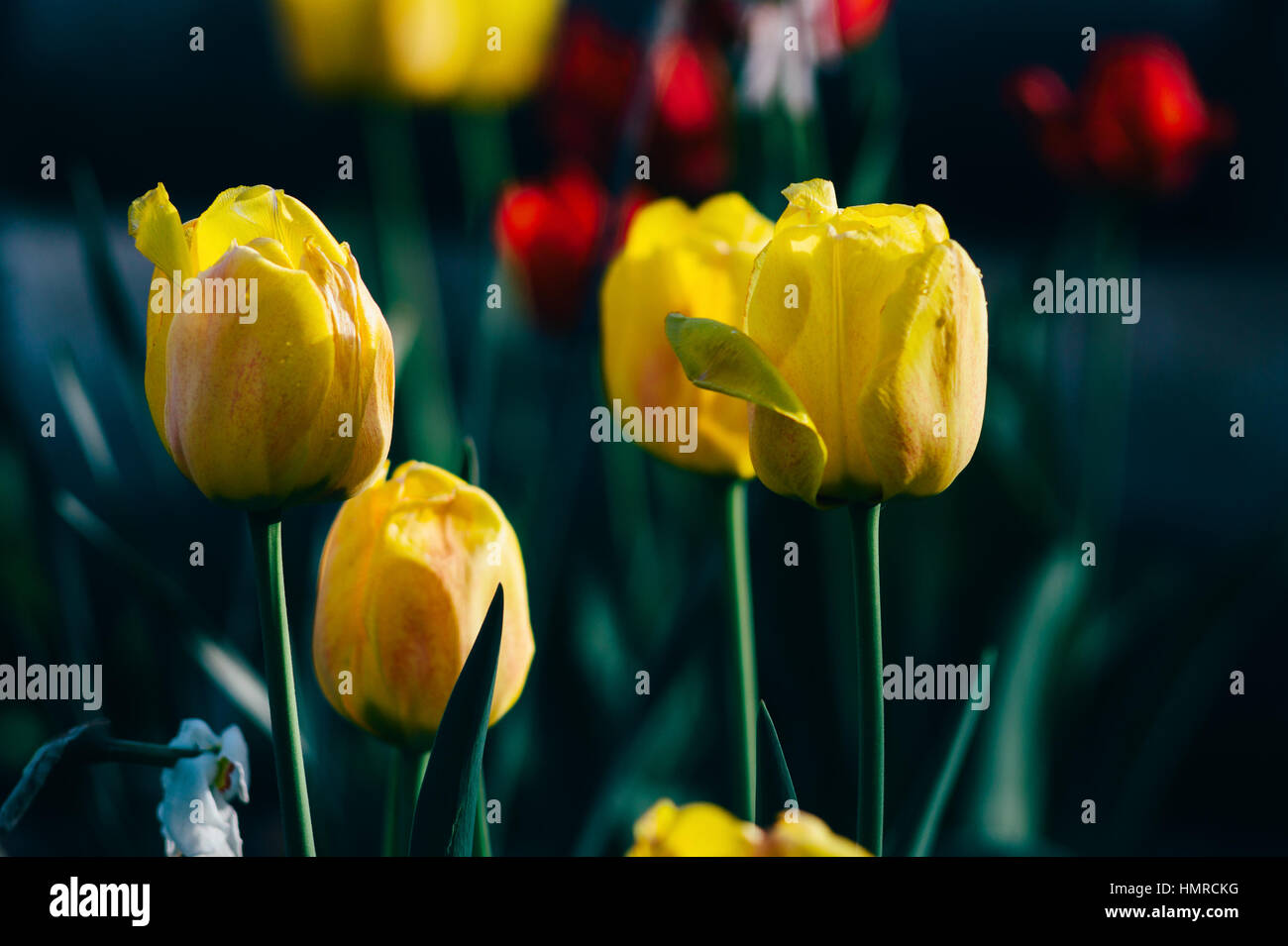 Spring background with yellow tulips photo Stock Photo - Alamy