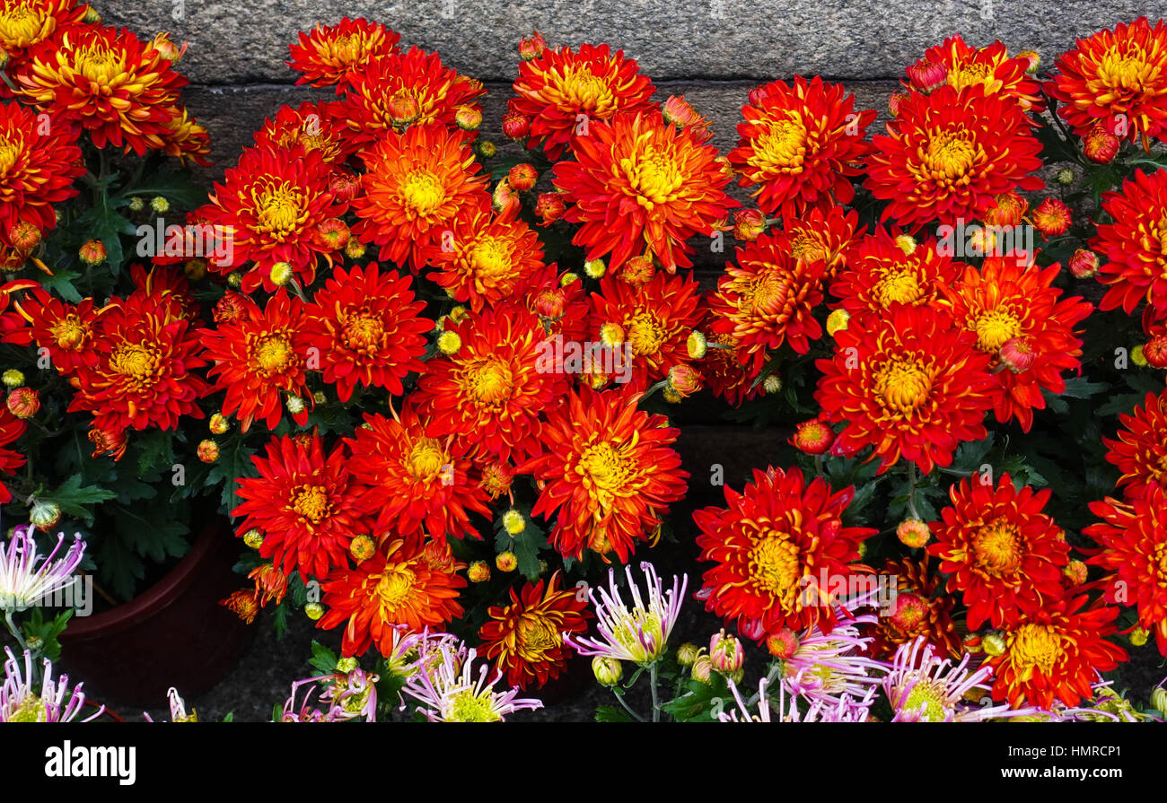127+ Thousand Chinese New Year Flower Royalty-Free Images, Stock