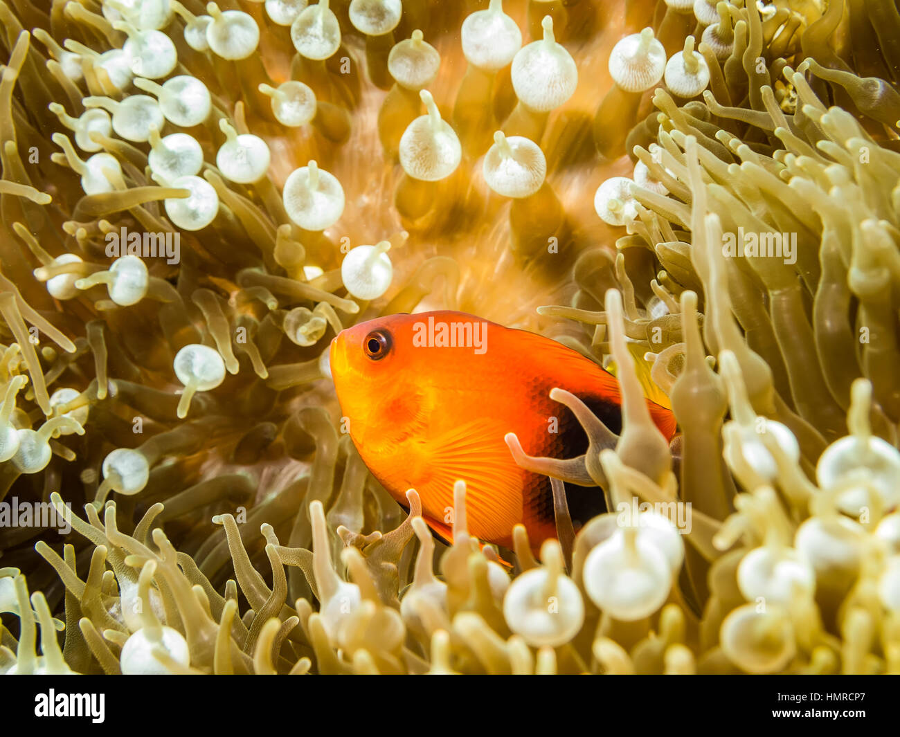 Underwater picture of Red saddleback anemonefish in the Anemone Stock Photo