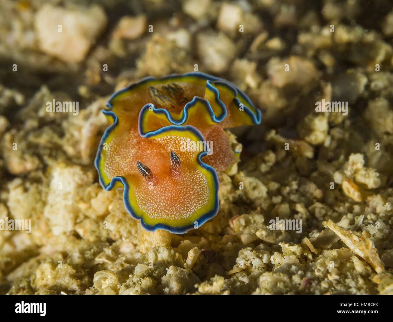 Underwater picture of Nudibranch Glossodoris cincta, sea slug Stock Photo