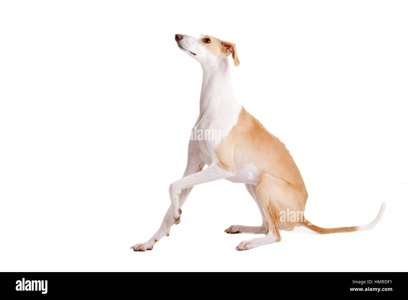 A Studio Shot Of A Saluki Whippet Cross Lurcher Taken In The