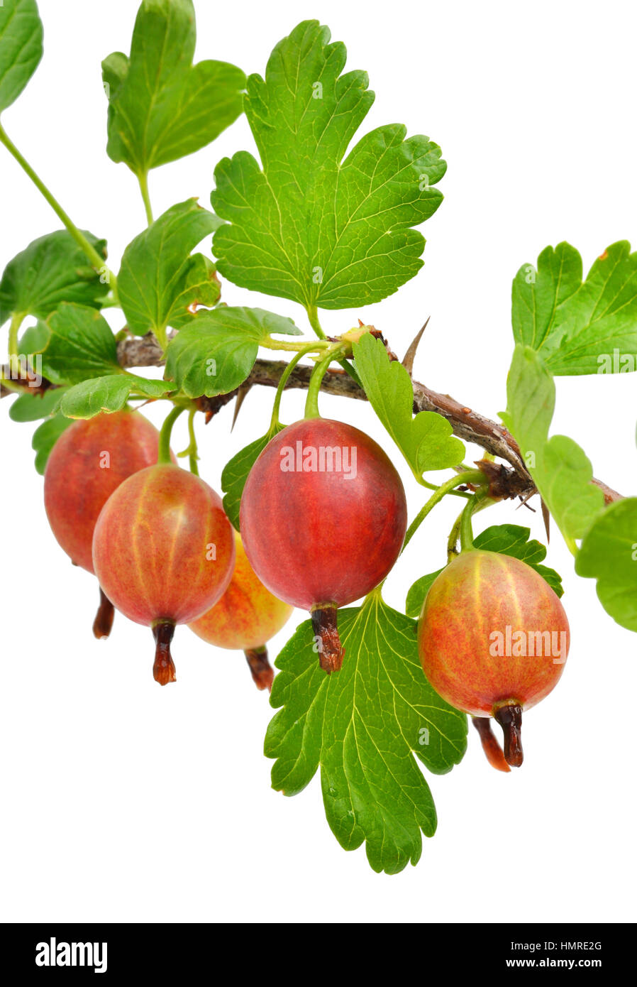 Red gooseberry with green leaves isolated on white Stock Photo Alamy