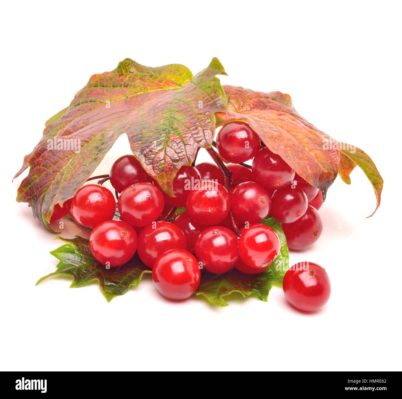 Red viburnum berries with leaves isolated on white Stock Photo - Alamy