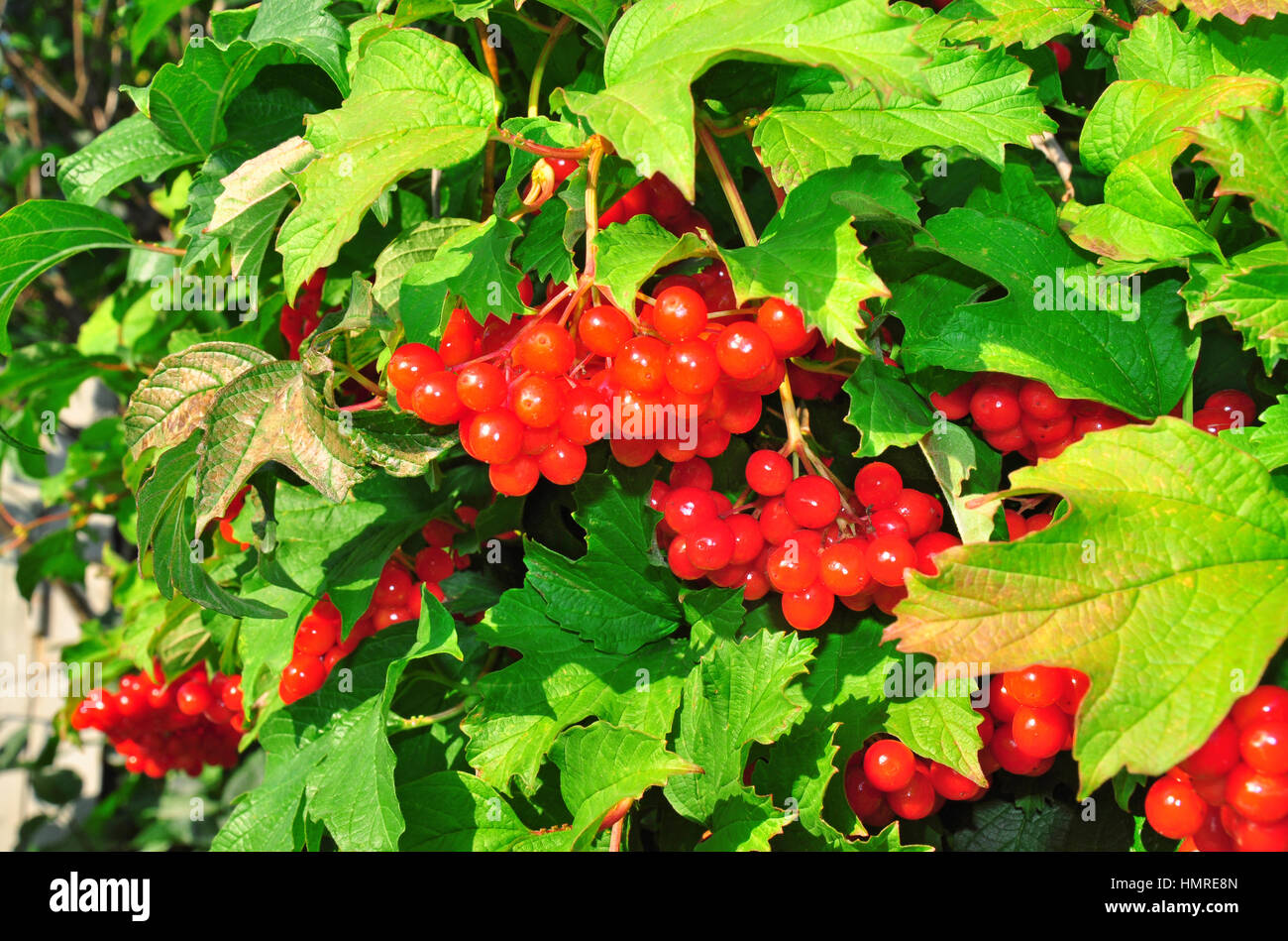 Bush of red viburnum berries Stock Photo Alamy