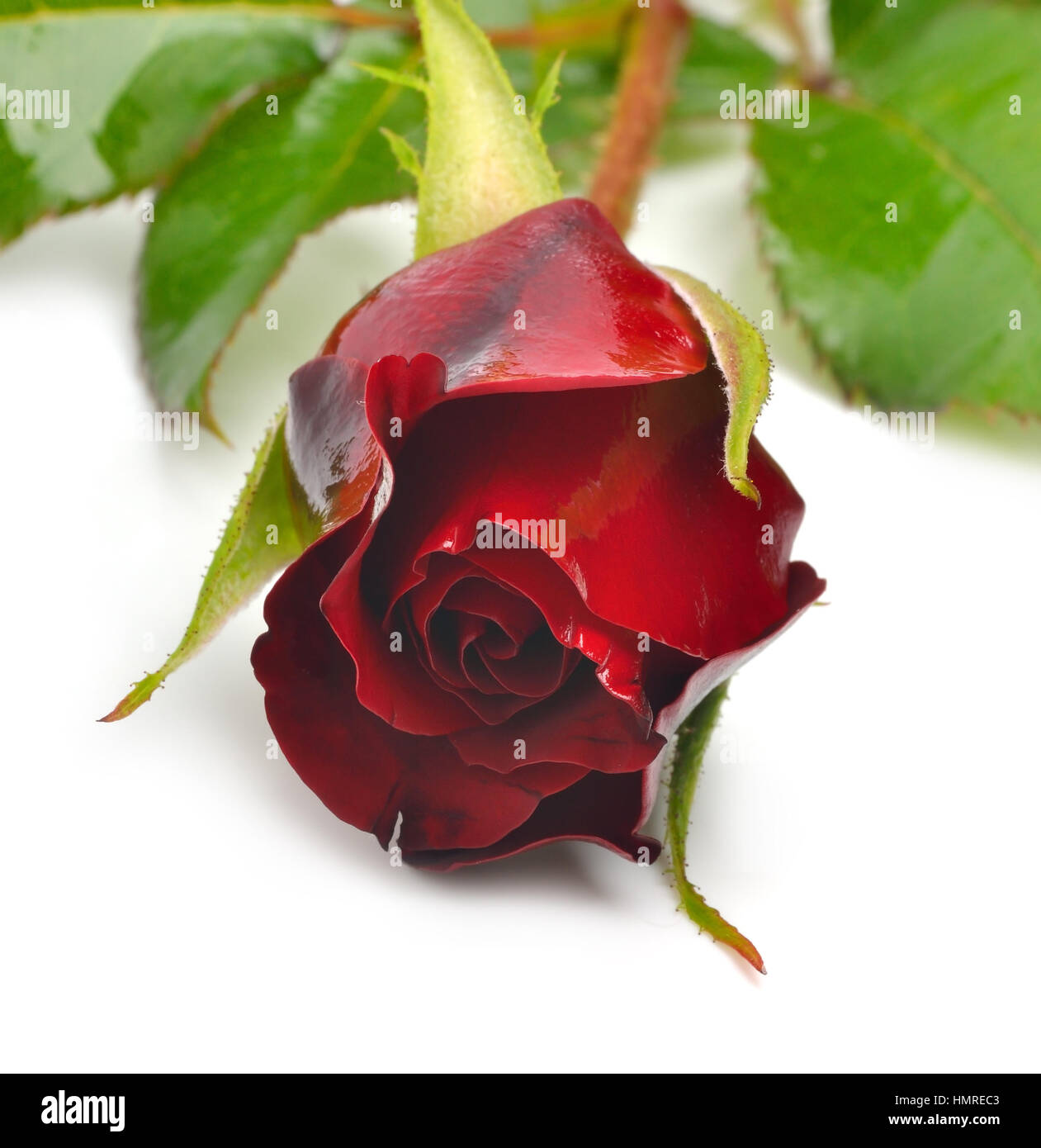 Red rose isolated on white background Stock Photo - Alamy