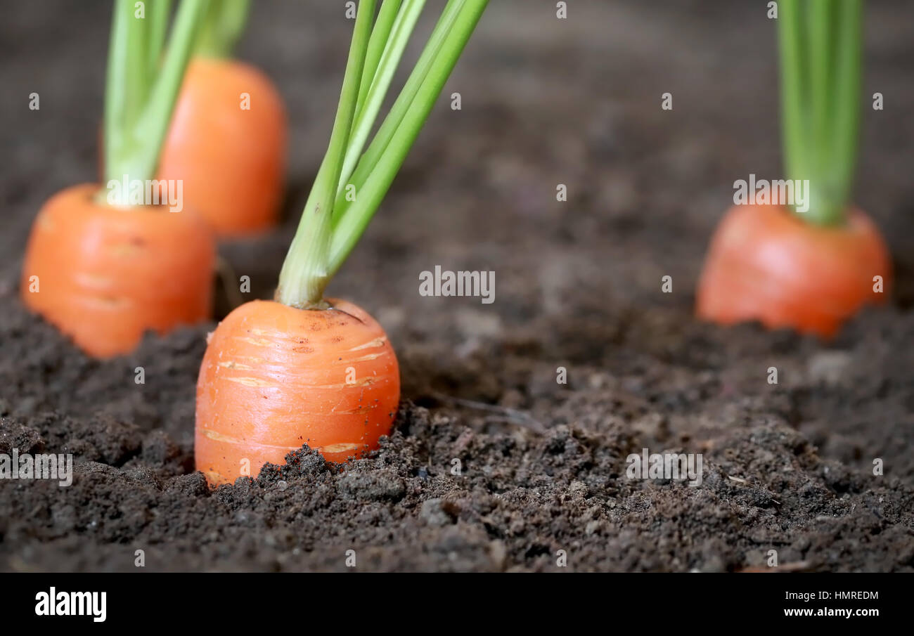 Fresh organic carrots in the garden Stock Photo - Alamy