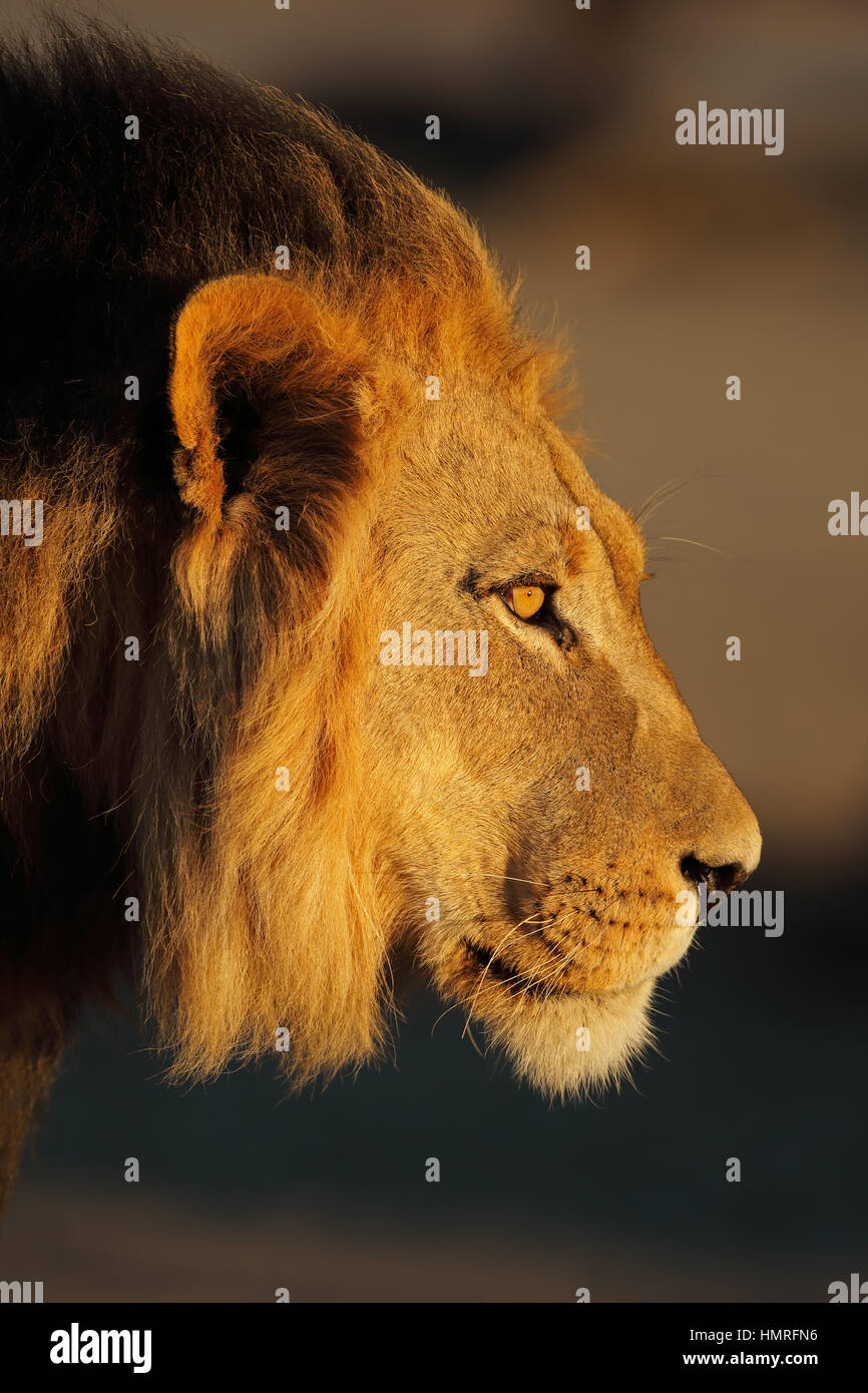 Male south african lion hi-res stock photography and images - Alamy