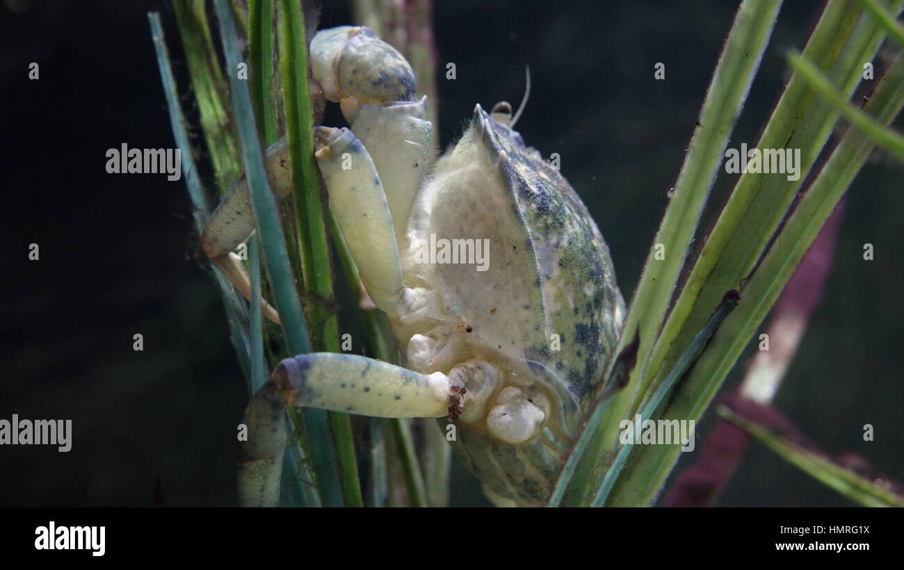 Crab Sea Creature Marine Life Stock Photo