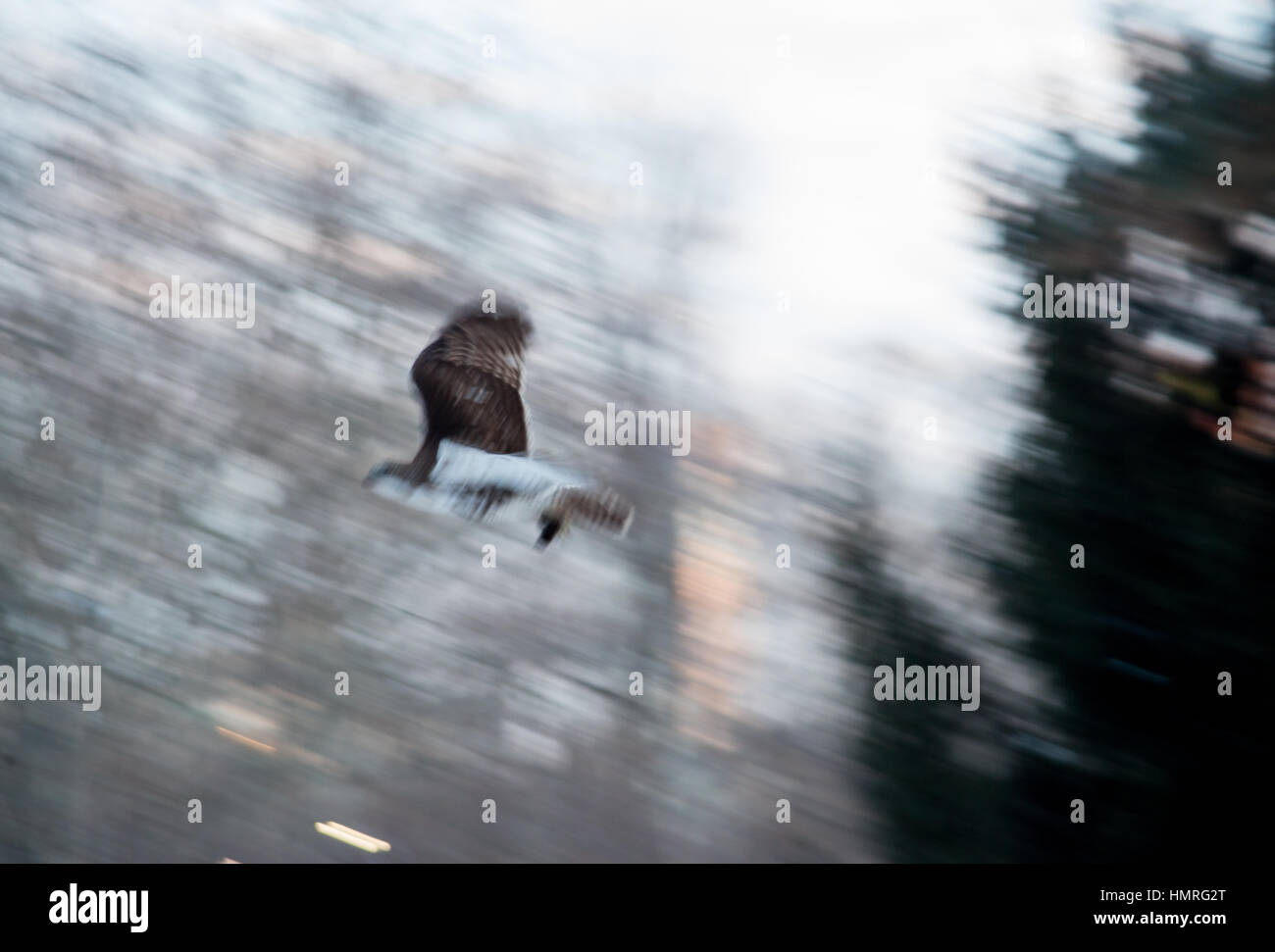 Flying hawk out of focus Stock Photo