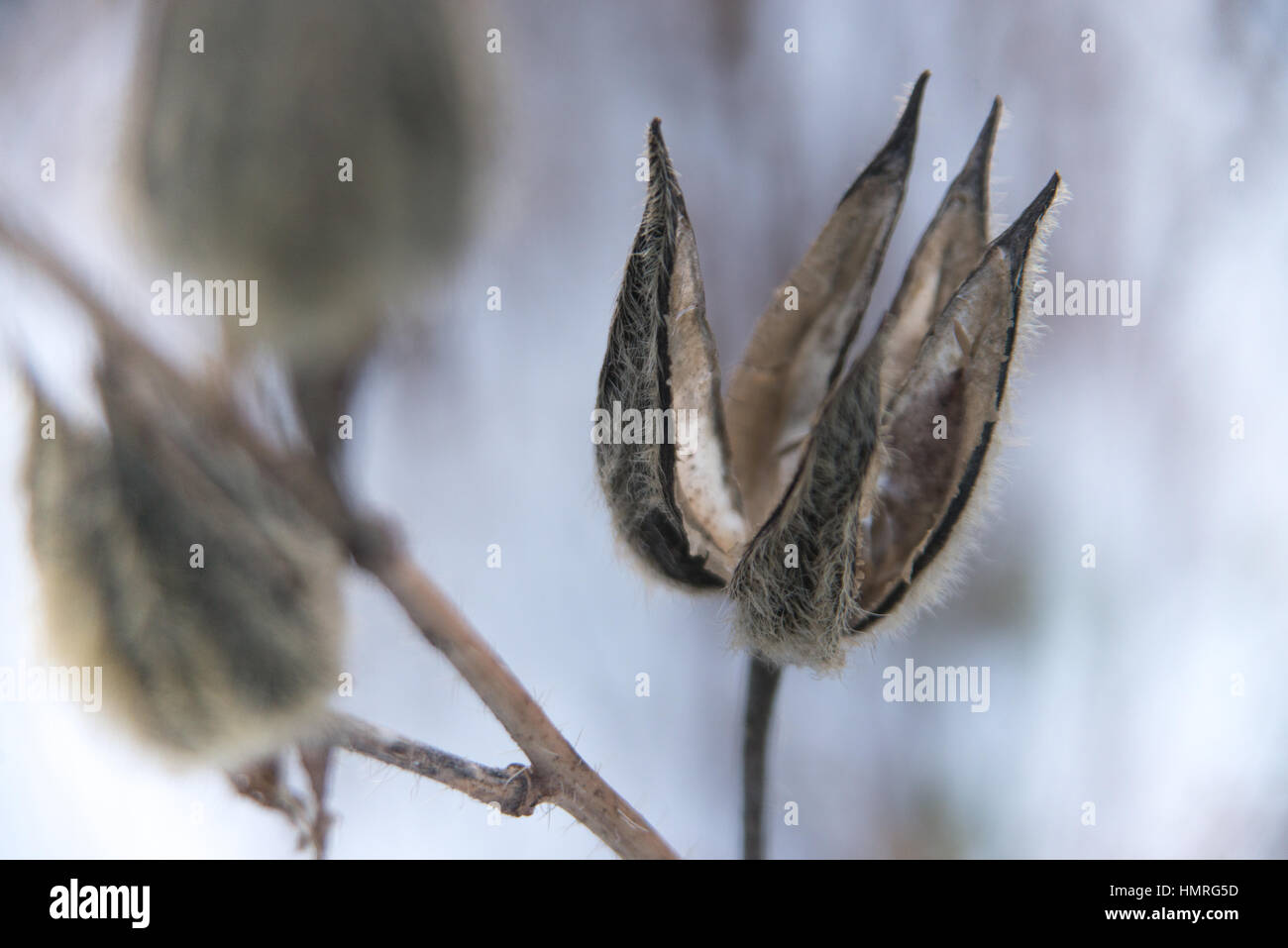 Dry flower in winter Stock Photo Alamy