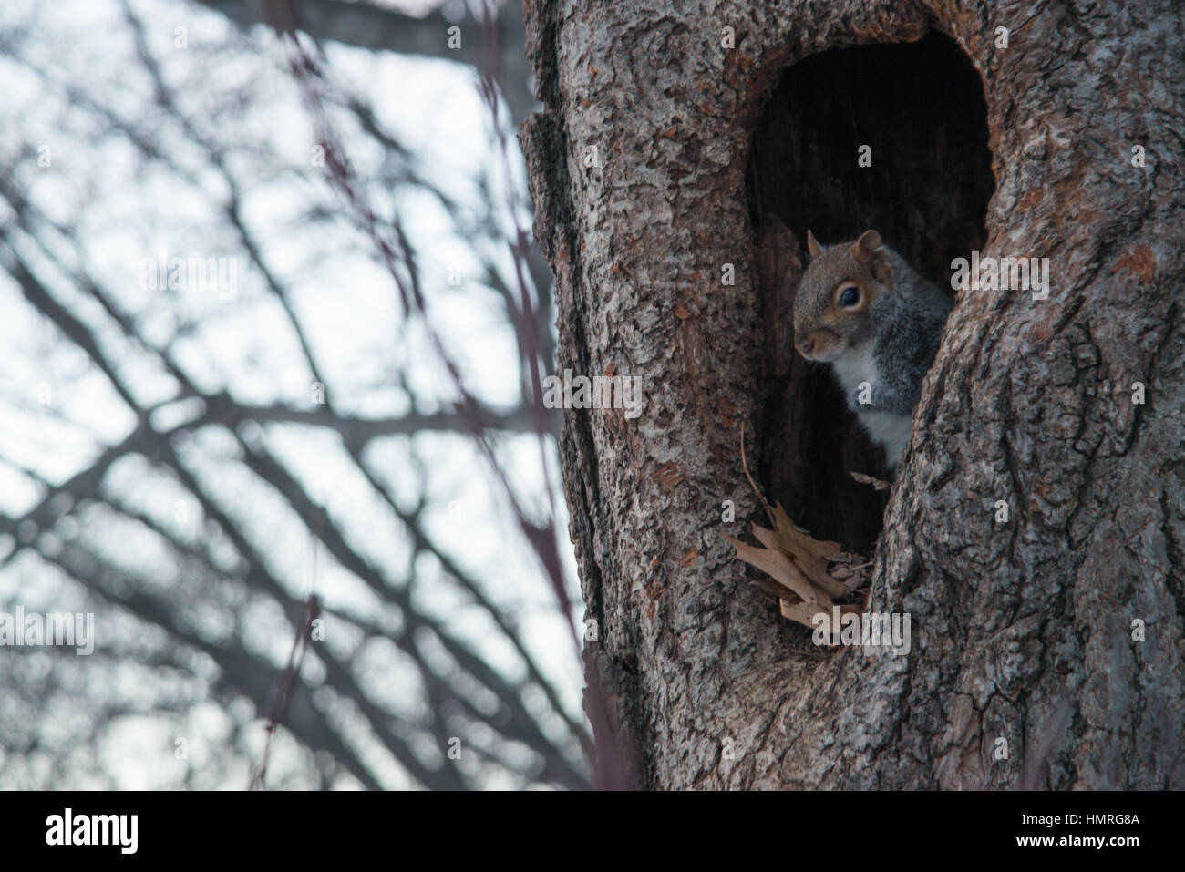 Squirrels Nest In Tree In Stock Photos & Squirrels Nest In Tree In