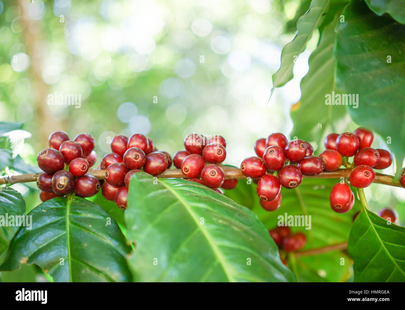 fresh coffee beans in coffee plants tree Stock Photo
