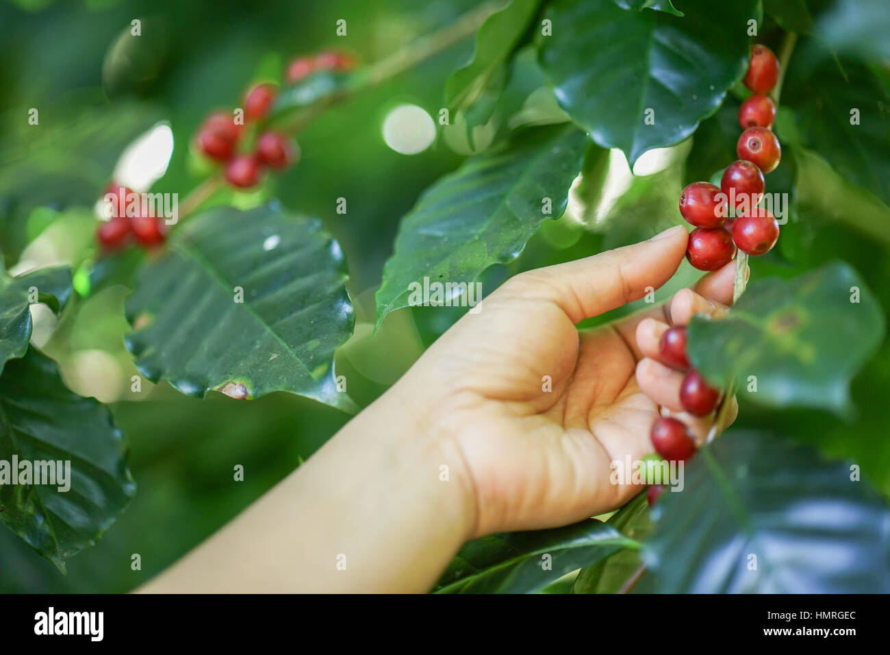 fresh coffee beans in coffee plants tree Stock Photo