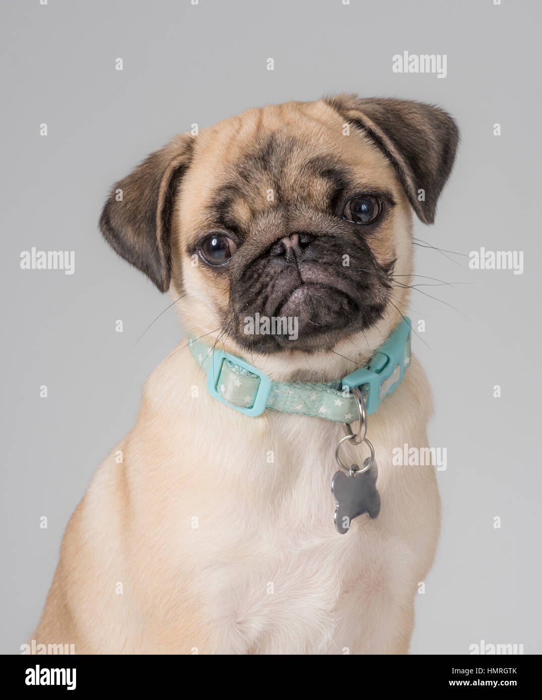 Pug Dog Stock Photo