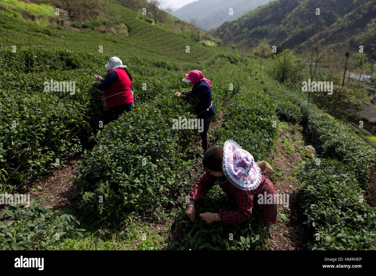 Women pick up the first tender tea buds during the first tea harvest of the year that takes place during Qingming Festival in the Min Mountains of nor Stock Photo