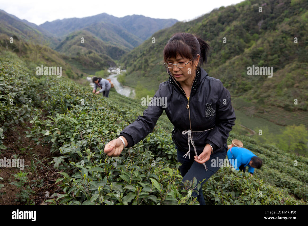 Women pick tender buds of green tea in early spring at a tea plantation in the Min Mountains on the border of Sichuan and Gansu in China. Stock Photo