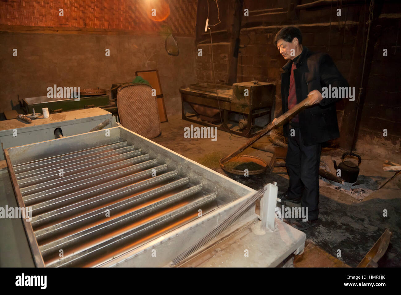 A man singes tender buds of tea in heated jiggling trays of grooved electric machine to prepare the green tea for packaging and selling in China. Stock Photo