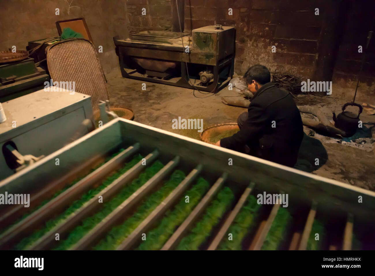 A man singes tender buds of tea in heated jiggling trays of grooved electric machine to prepare the green tea for packaging and selling in China. Stock Photo
