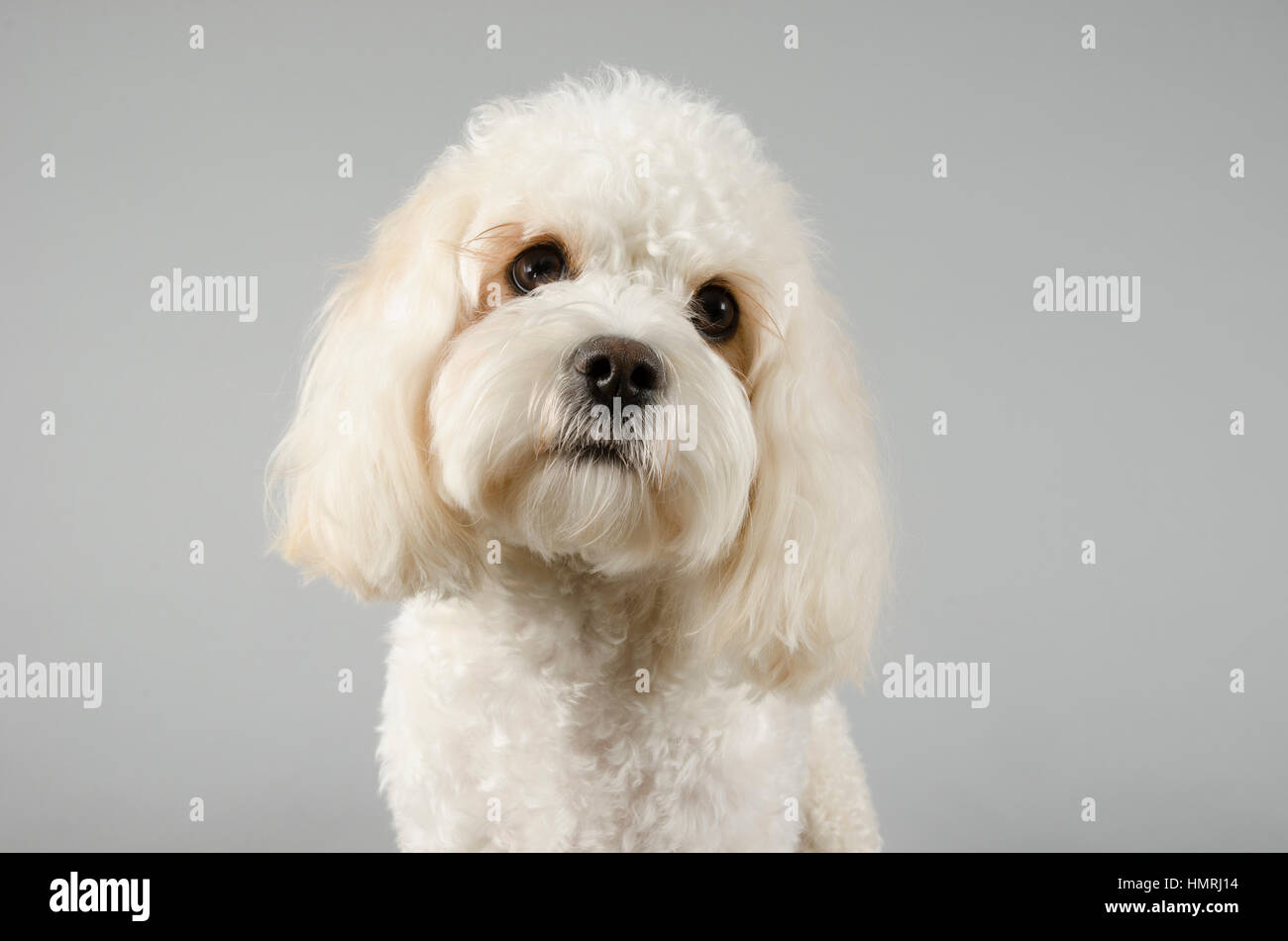 Louis Vuitton Bichon Frise Dog Collar, Bichon Finder