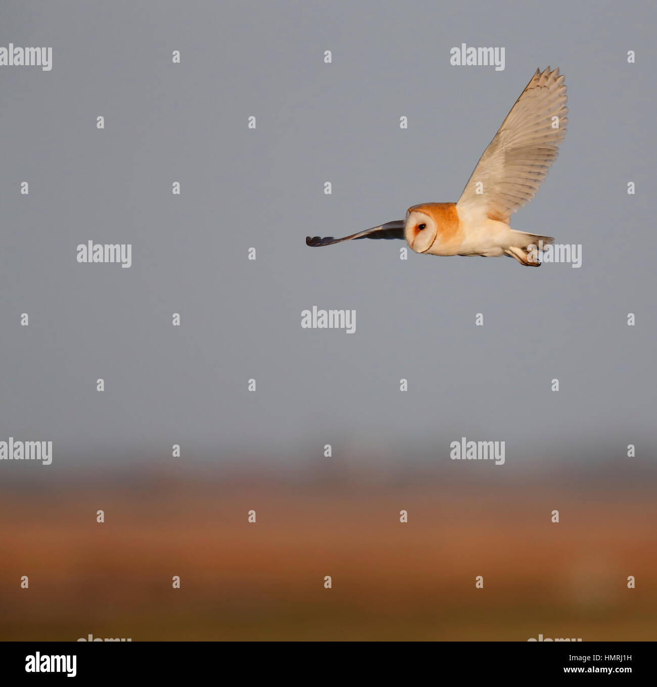 Barn Owl [Tytus albo] - Peterborough, Cambridgeshire Stock Photo