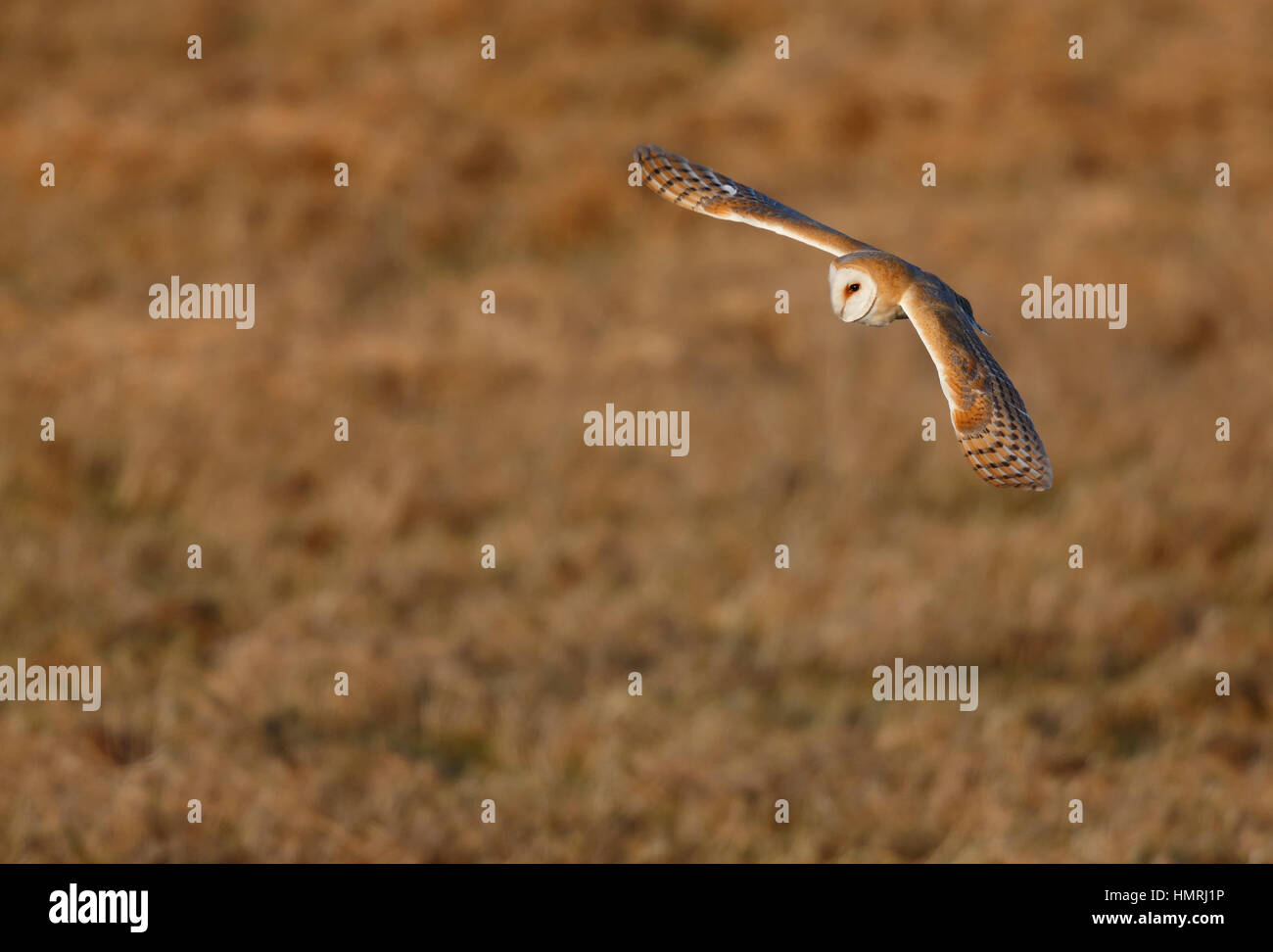 Barn Owl, Eldernell, Cambridgeshire Stock Photo