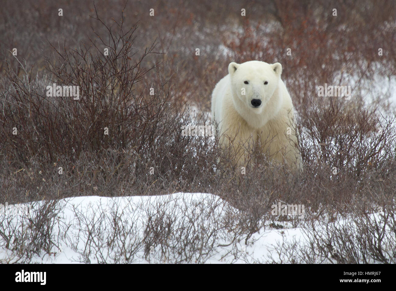 Polar bear on snow in hi-res stock photography and images - Alamy