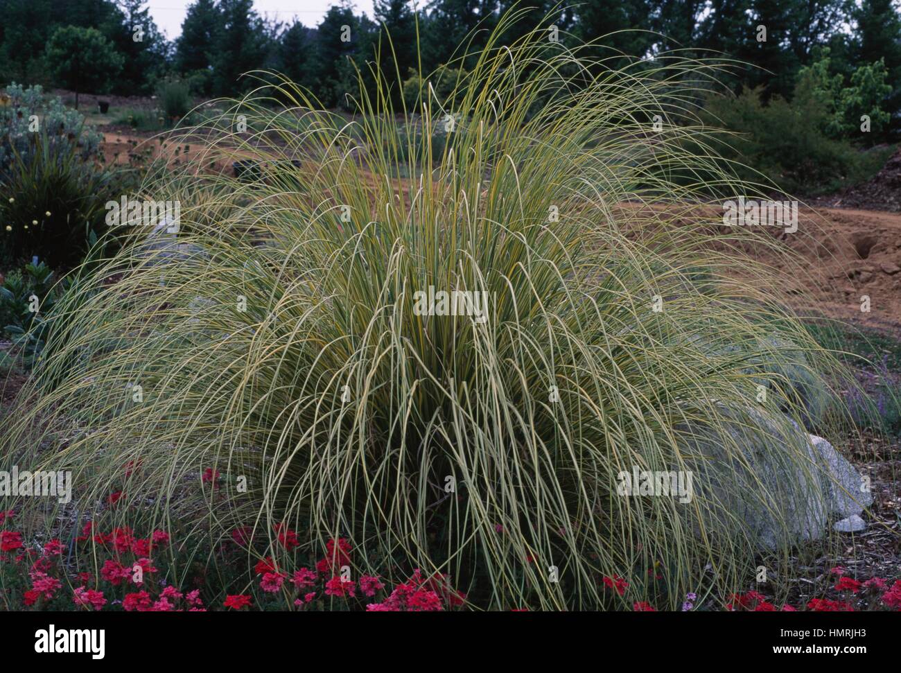Pampas grass (Cortaderia selloana Gold Band), Poaceae. Stock Photo