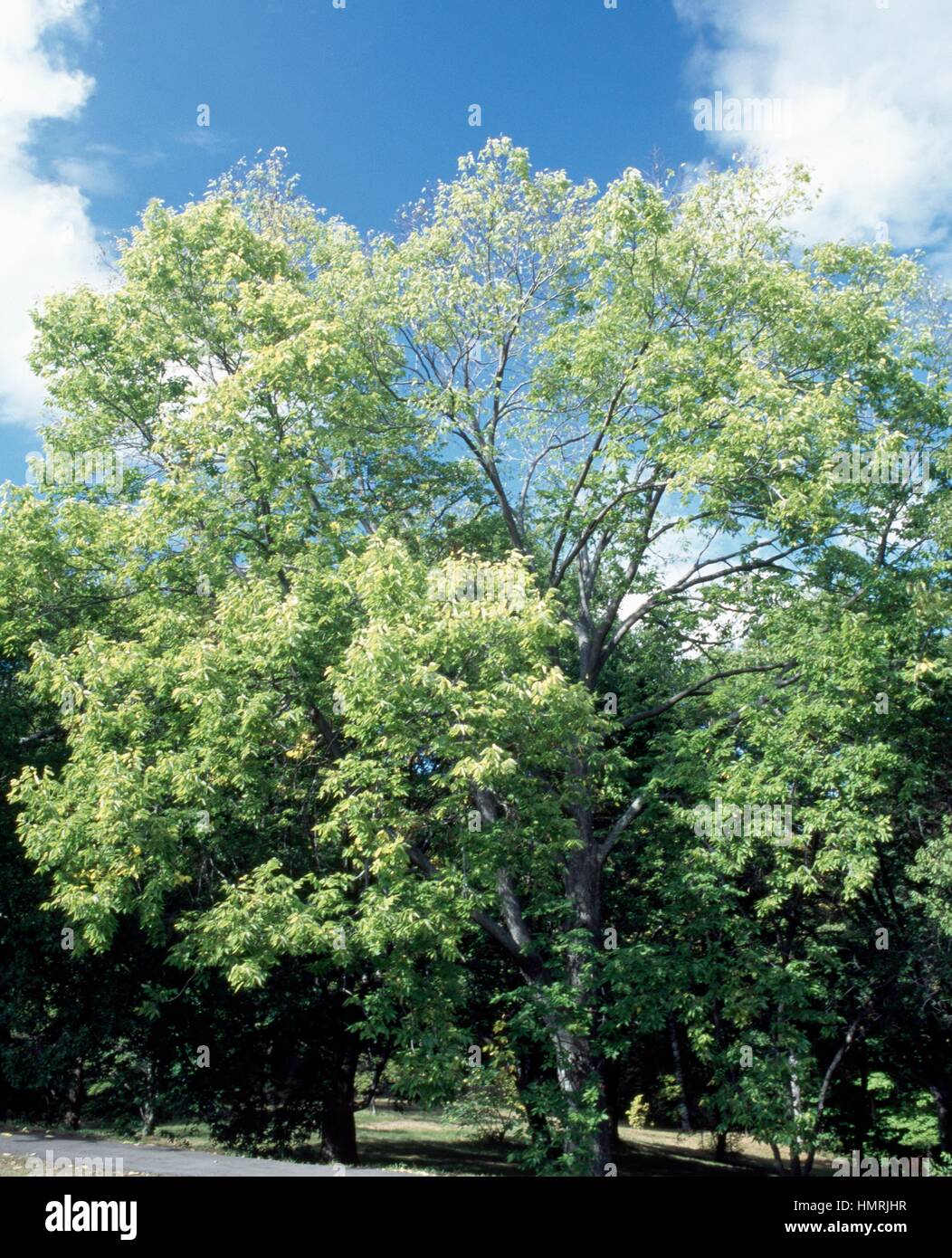 Common hackberry (Celtis occidentalis), Cannabaceae-Ulmaceae. Stock Photo