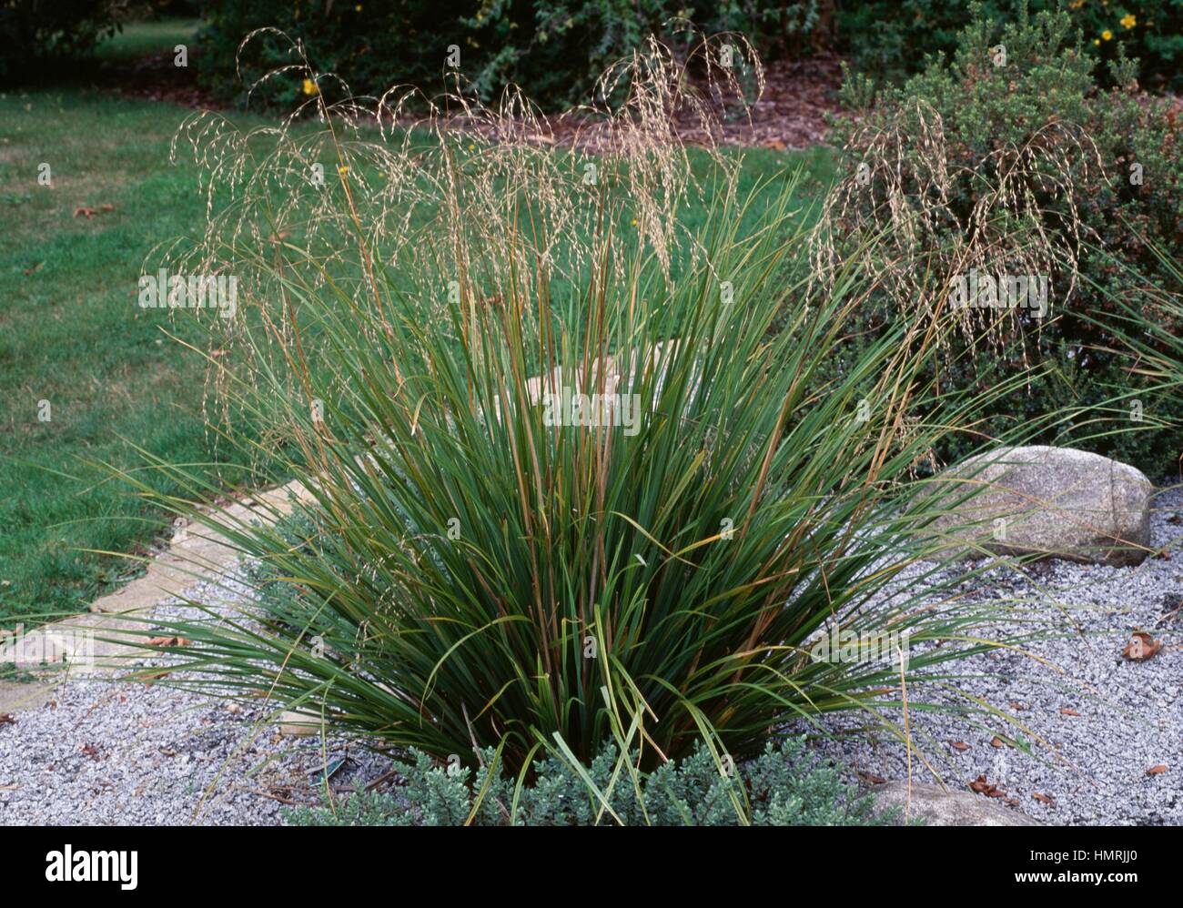 Plumed tussock grass (Chionochloa rubra), Poaceae. Stock Photo