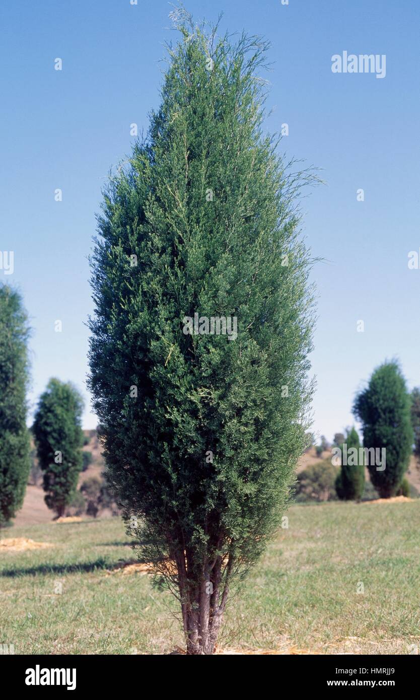 Northern cypress pine (Callitris glaucophylla), Cupressaceae. Stock Photo