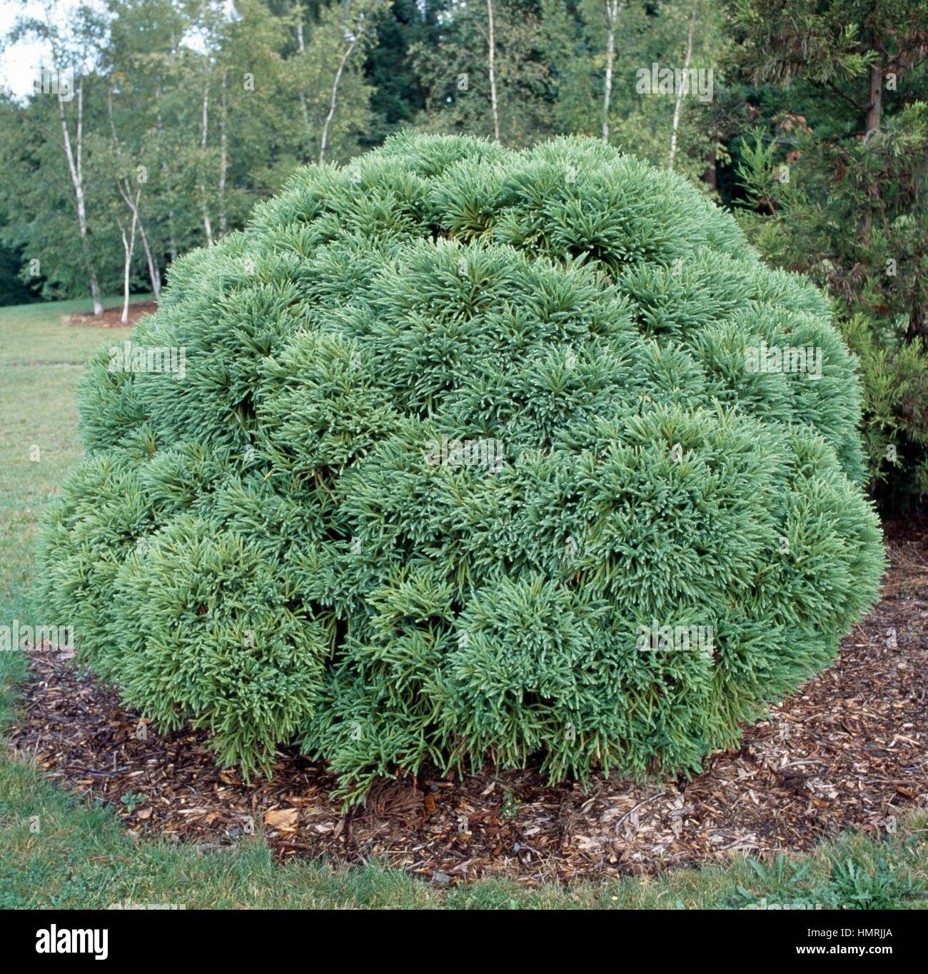 Japanese cedar Globosa Nana (Cryptomeria japonica Globosa Nana), Cupressaceae-Tassodiacee. Stock Photo