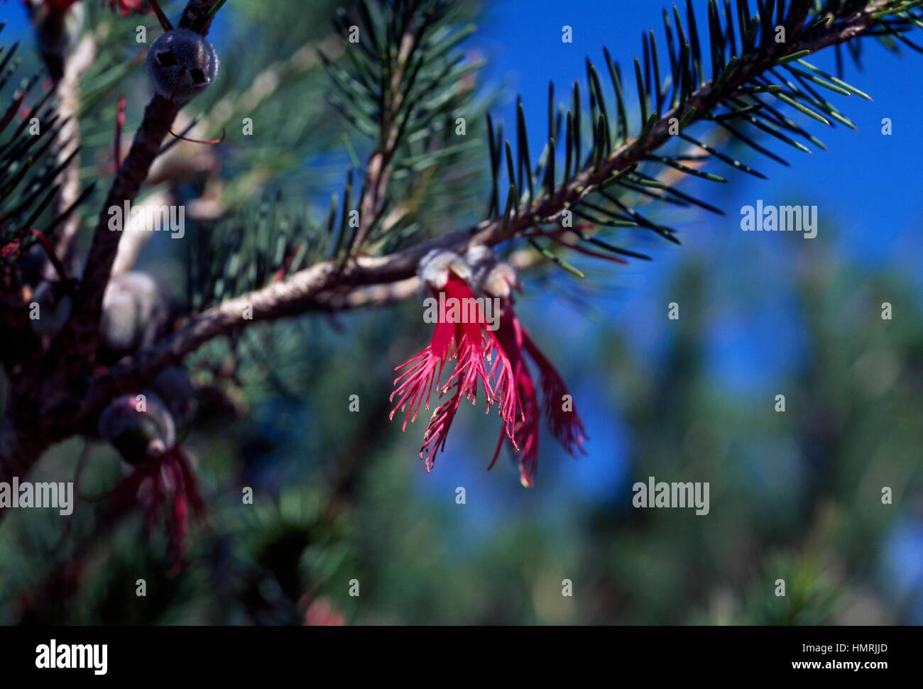 Calothamnus rupestris, Myrtaceae Stock Photo - Alamy
