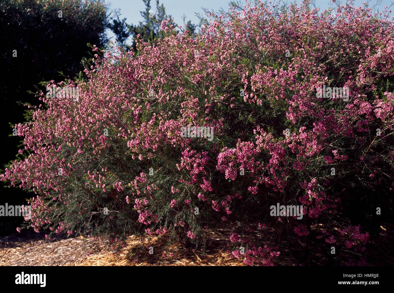 Geraldton Wax (Chamelaucium uncinatum), Myrtaceae Stock Photo Alamy