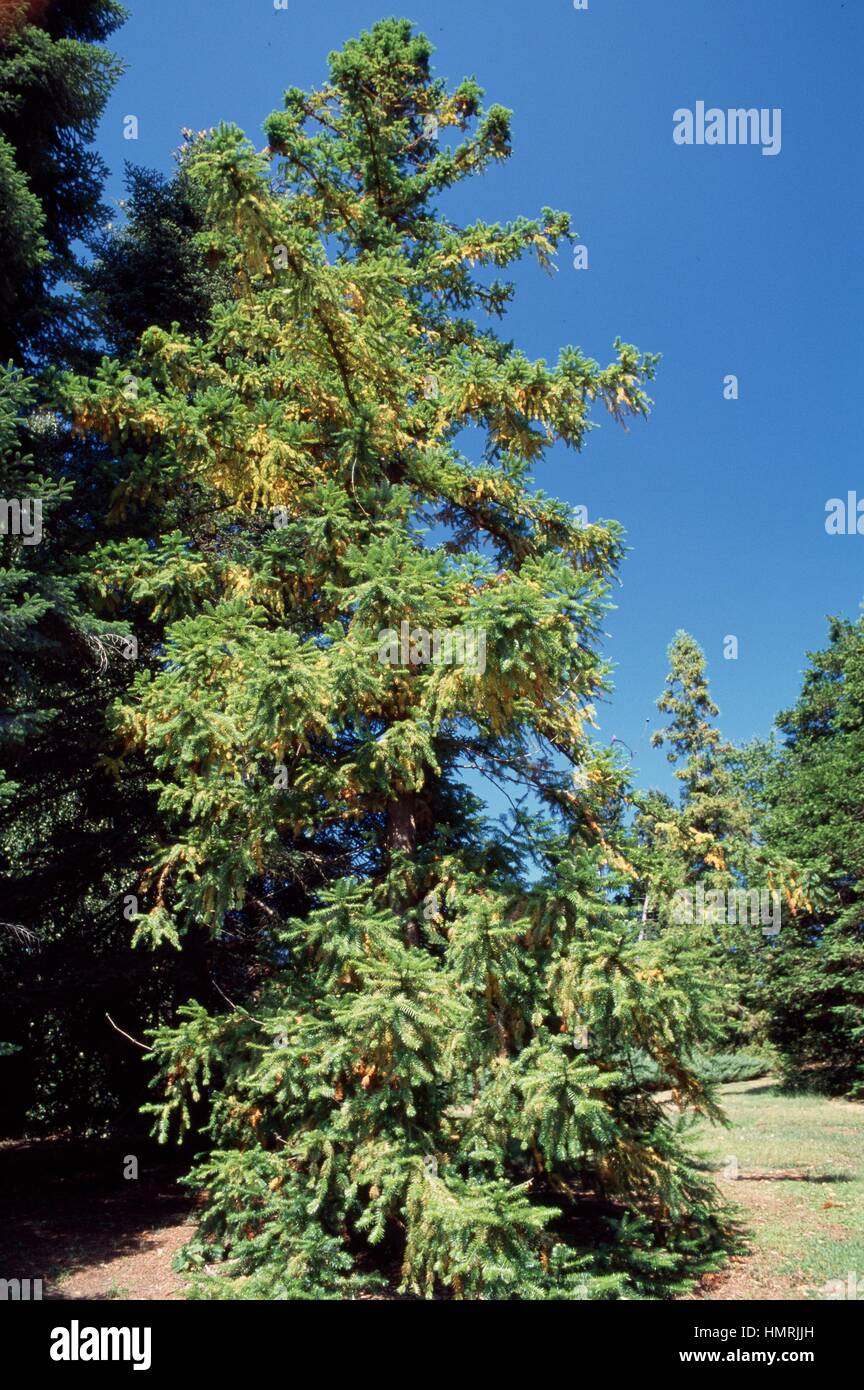 China fir (Cunninghamia lanceolata), Cupressaceae. Stock Photo