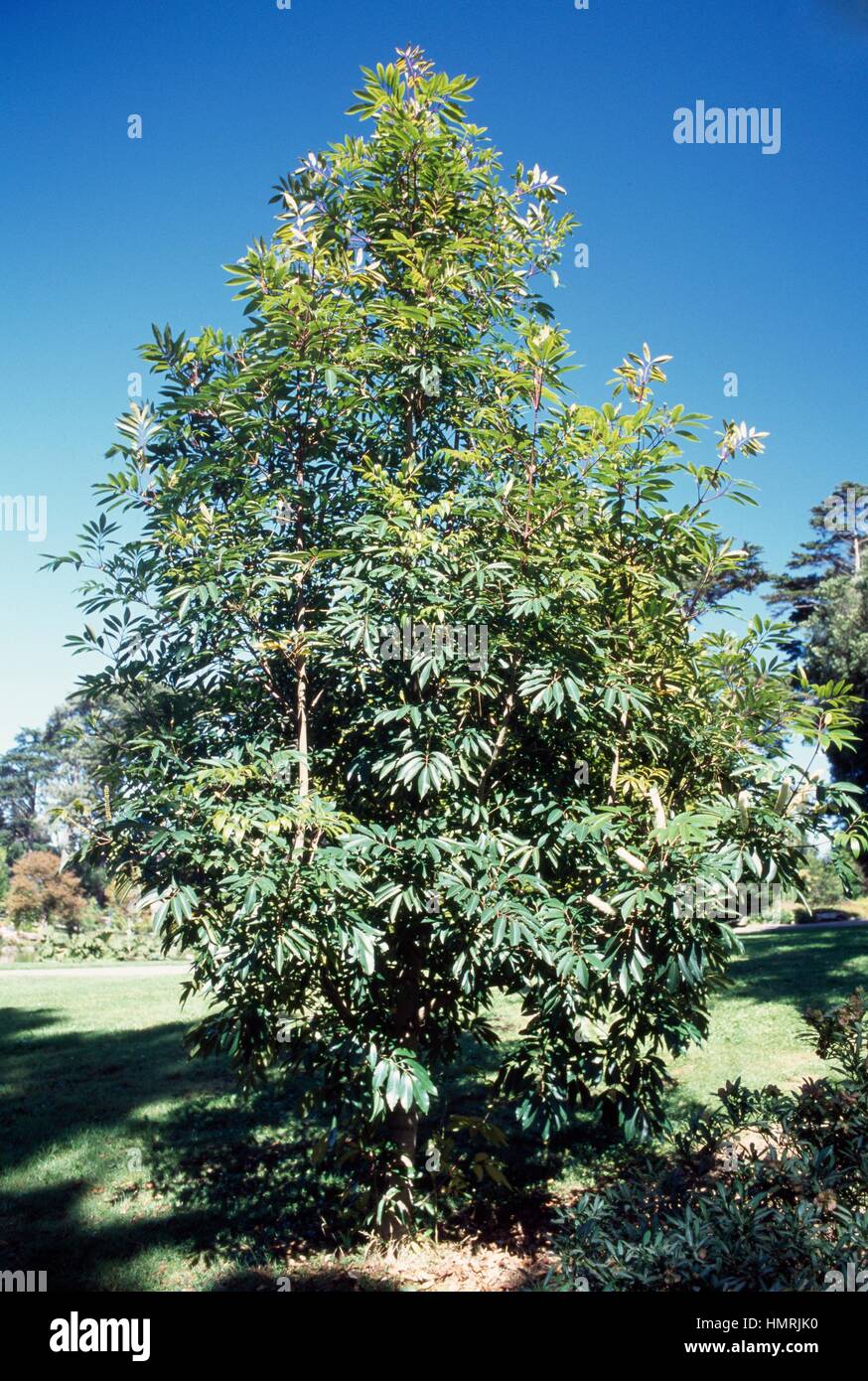 Butterspoon tree (Cunonia capensis), Cunoniaceae Stock Photo - Alamy