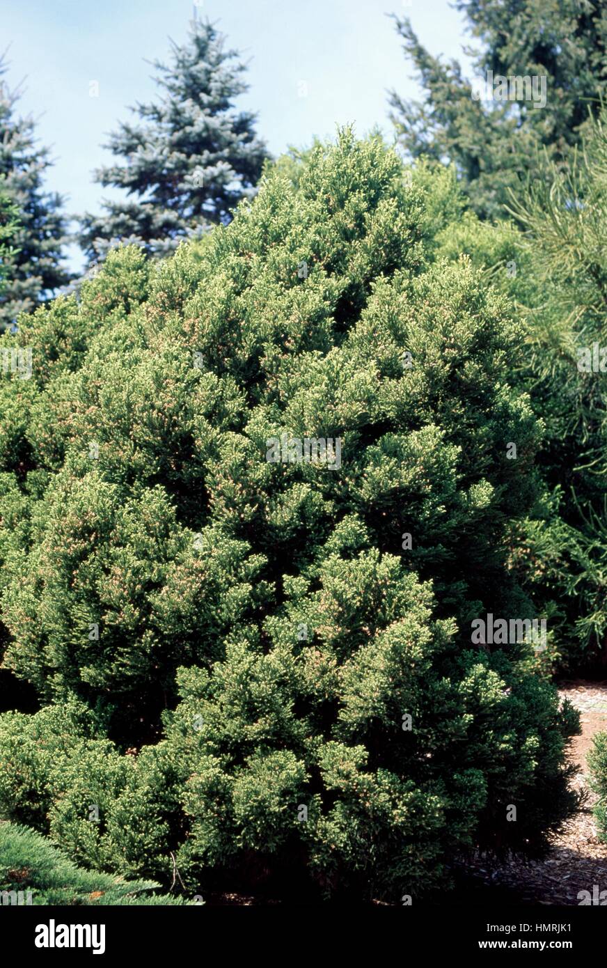 Japanese Cedar Jindai Sugi (Cryptomeria japonica Jindai Sugi), Cupressaceae-Tassodiacee. Stock Photo