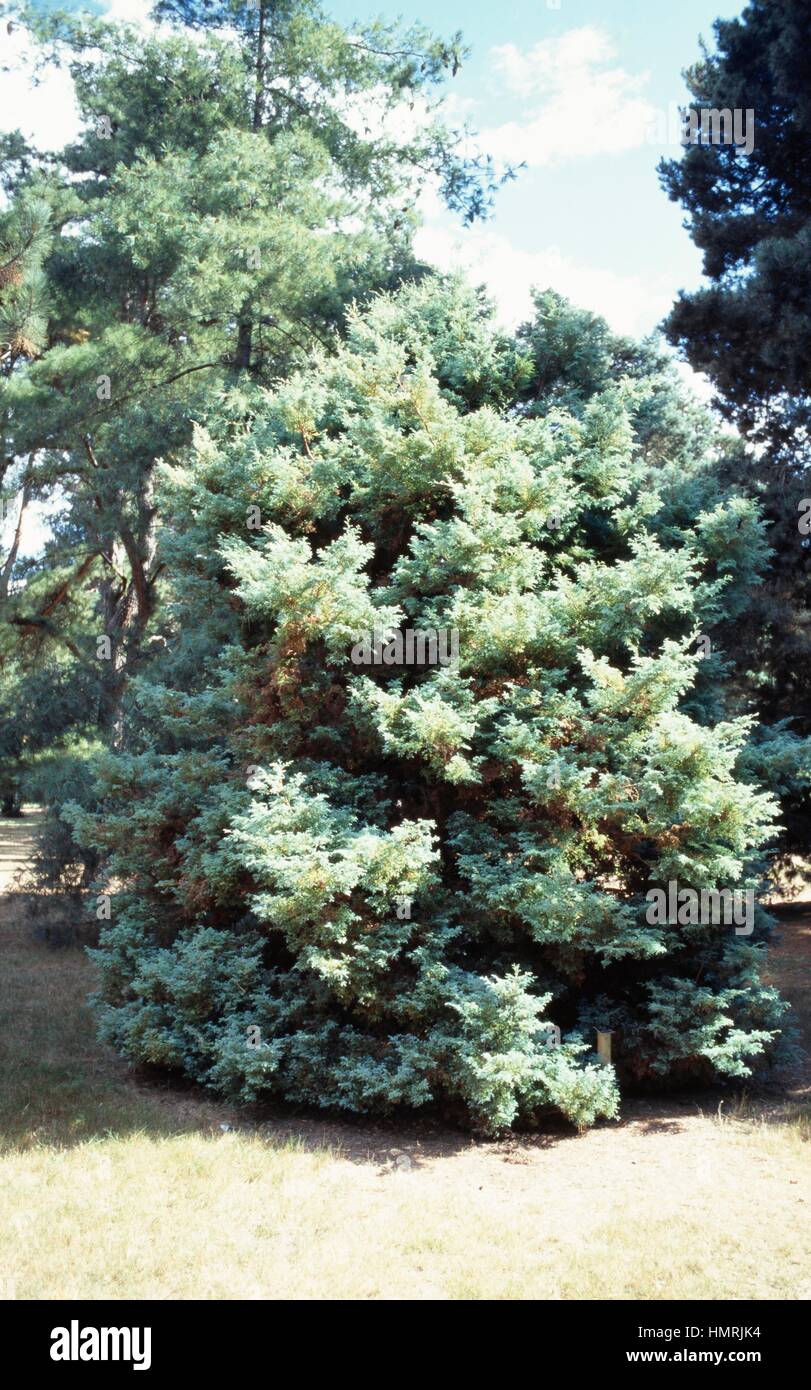 Sawara cypress Squarrosa Sulphurea (Chamaecyparis pisifera Squarrosa Sulphurea), Cupressaceae. Stock Photo