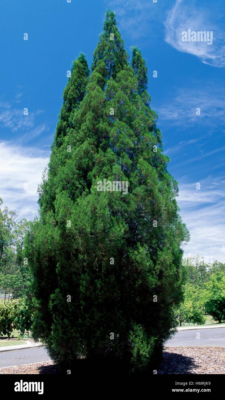 White Cypress-pine (Callitris columellaris), Cupressaceae. Stock Photo