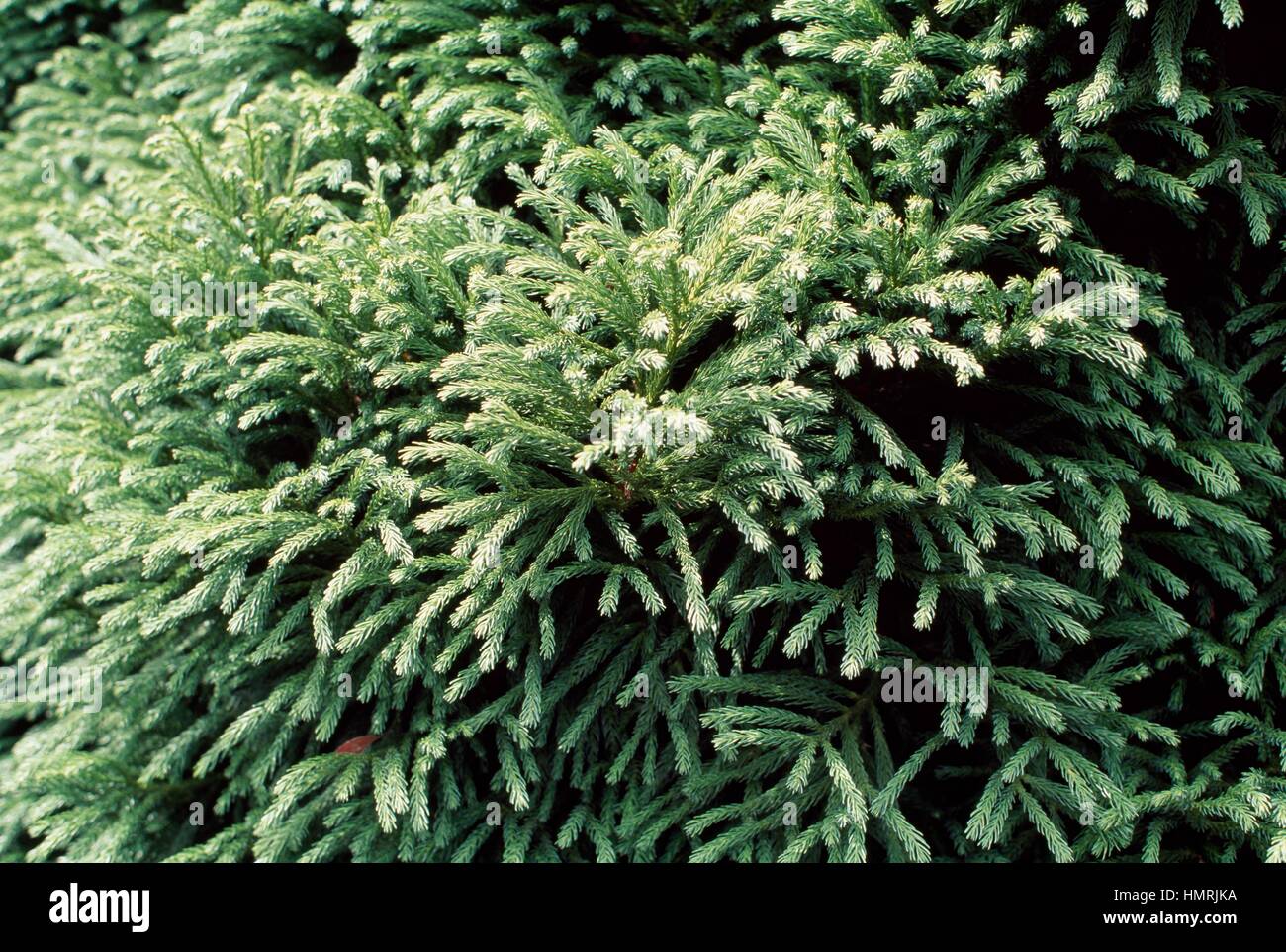 Foliage of Japanese cedar Globosa Nana (Cryptomeria japonica Globosa Nana), Cupressaceae-Tassodiacee. Stock Photo