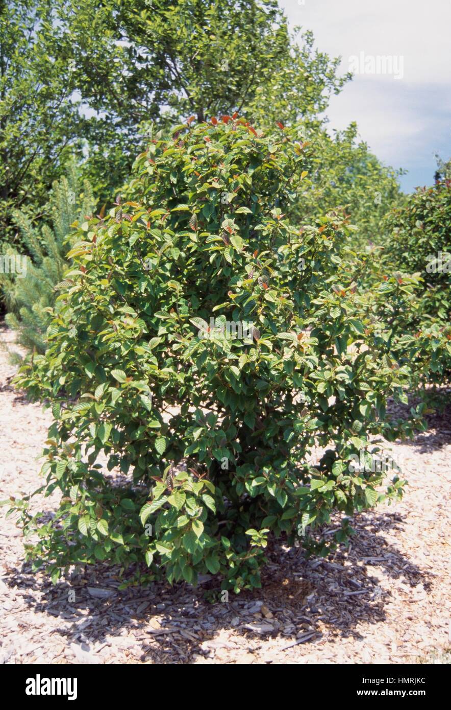 Happy tree (Camptotheca acuminata), Nissaceae-Cornaceae. Stock Photo
