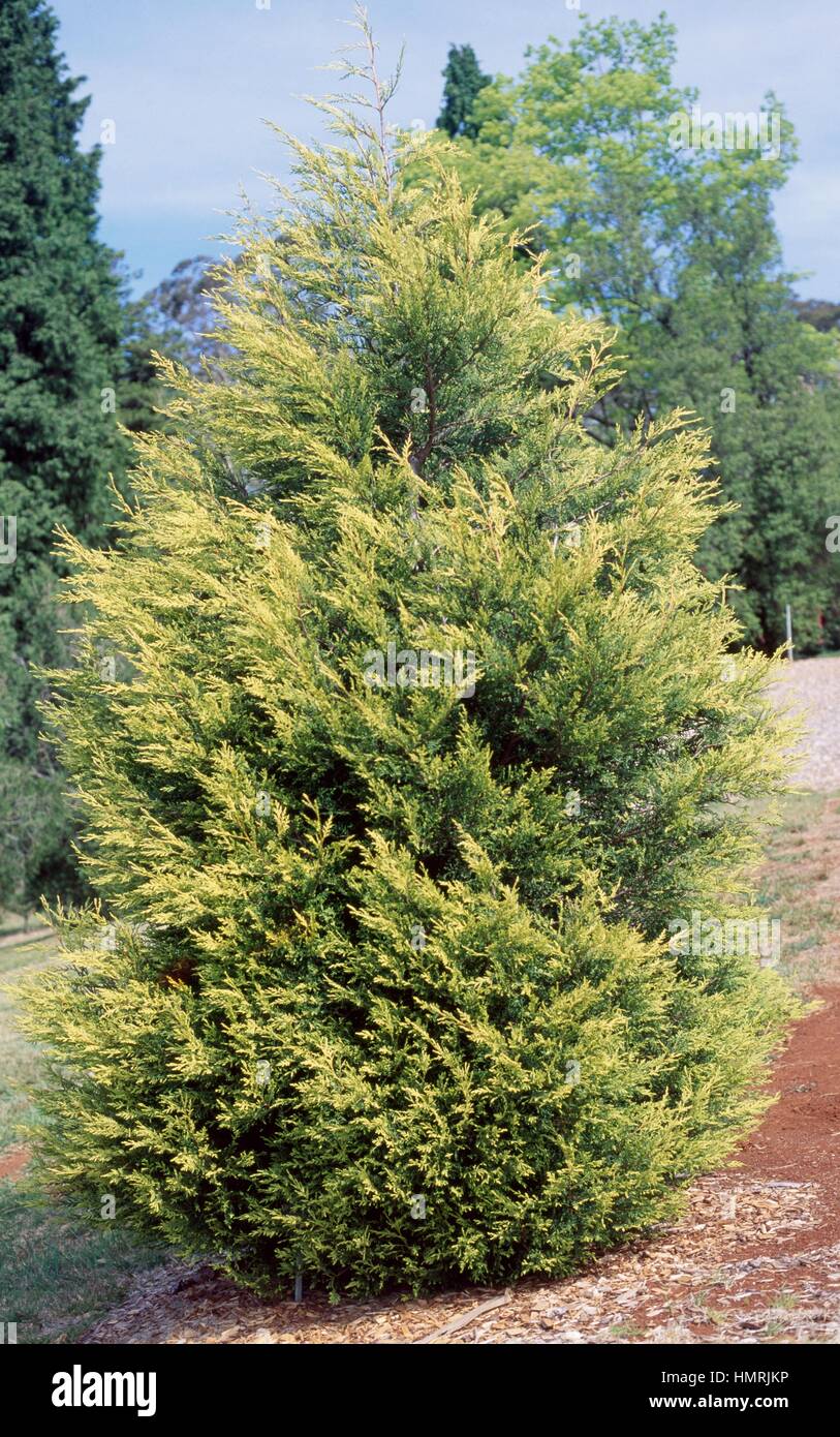 Formosan Cypress (Chamaecyparis formosensis), Cupressaceae. Stock Photo