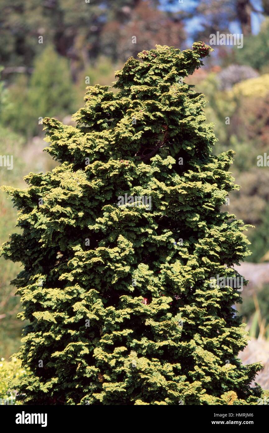 Hinoki Cypress (Chamaecyparis obtusa Kosten), Cupressaceae. Detail. Stock Photo